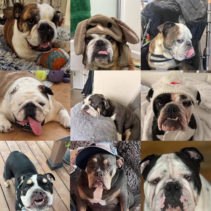 Meet Our Dogs of the Month — April