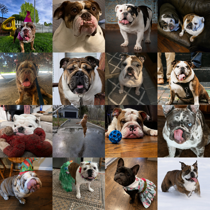 Meet Our Dogs of the Month — August 2026