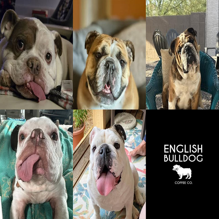 Meet Our Dogs of the Month — March