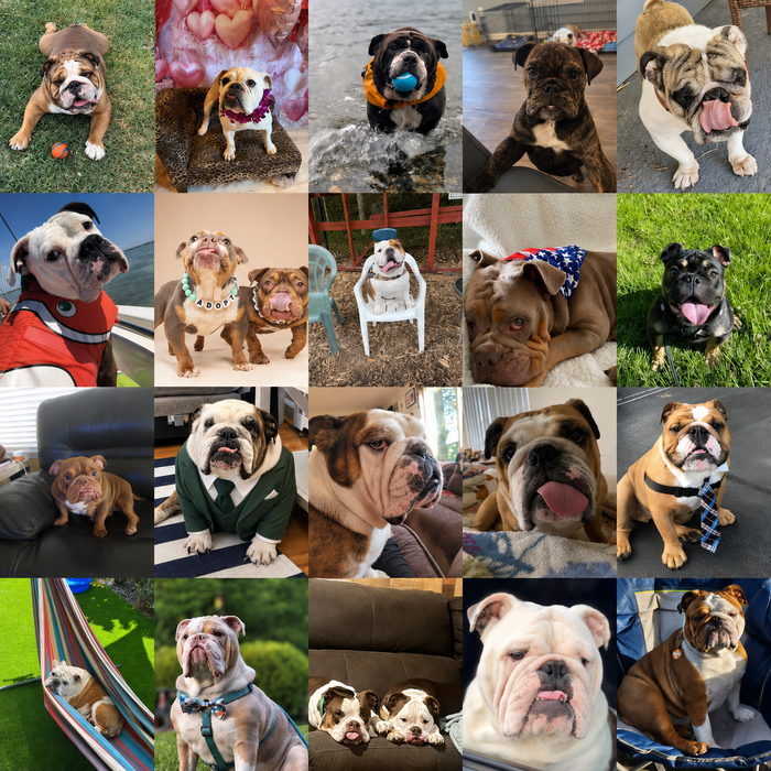Meet Our Dogs of the Month — June