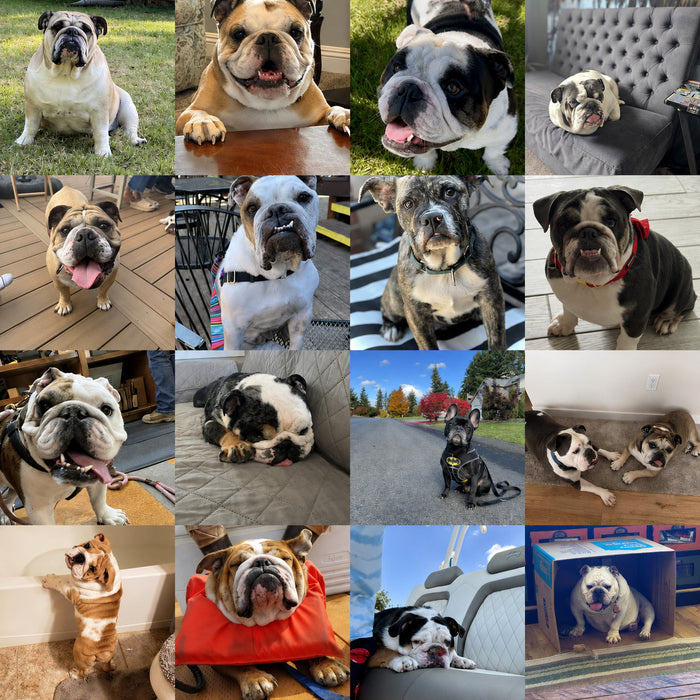 Meet Our Dogs of the Month — May