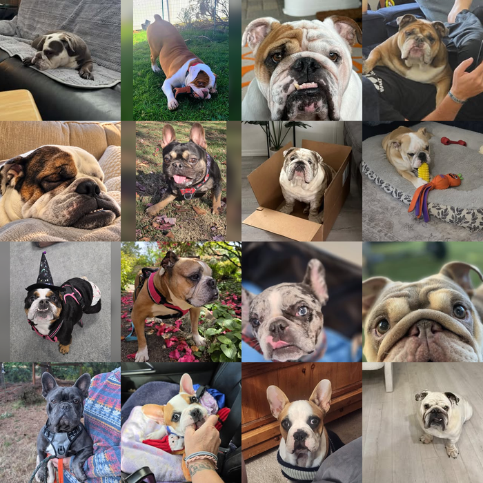 Meet Our Dogs of the Month — November 2026