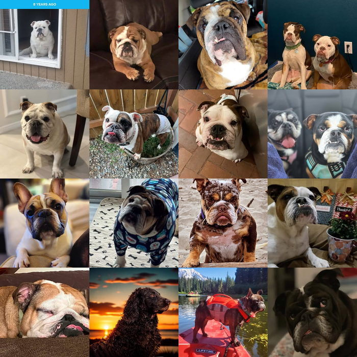 Meet Our Dogs of the Month — September 2026