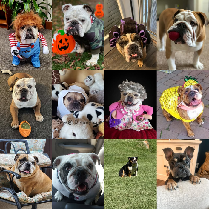 Meet Our Dogs of the Month — October 2026