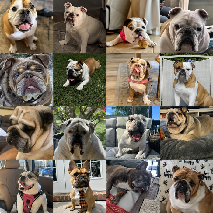 Florida Bulldog Rescue Dogs of the Month — June