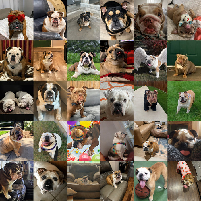 Lone Star Dogs of the Month — May