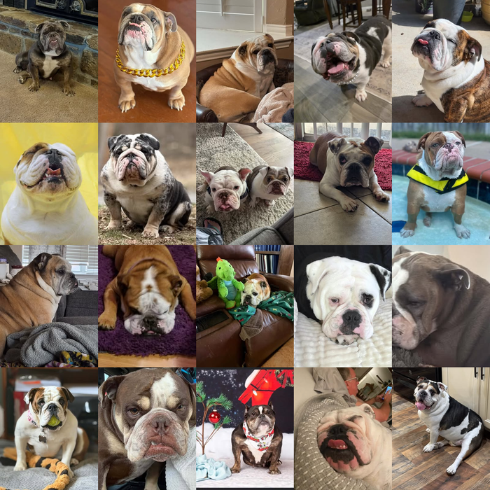 Lone Star Dogs of the Month — September