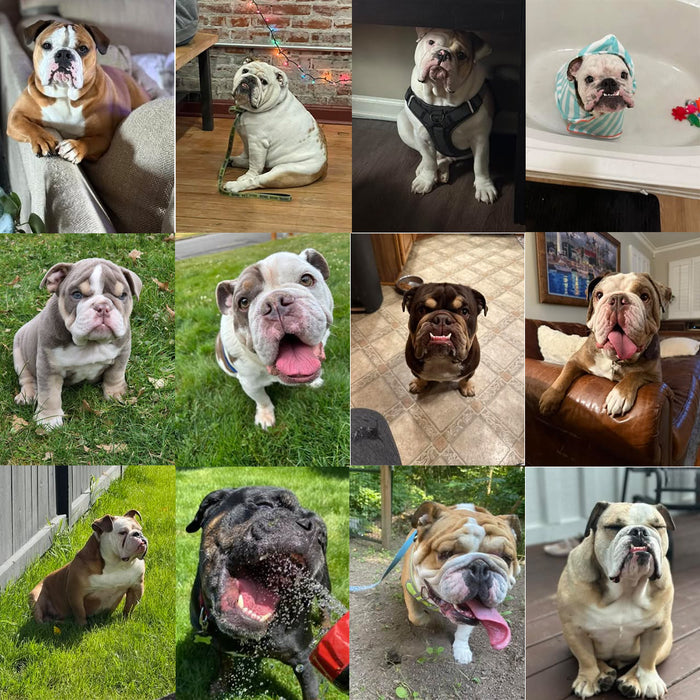 Meet Our Dogs of the Month — July