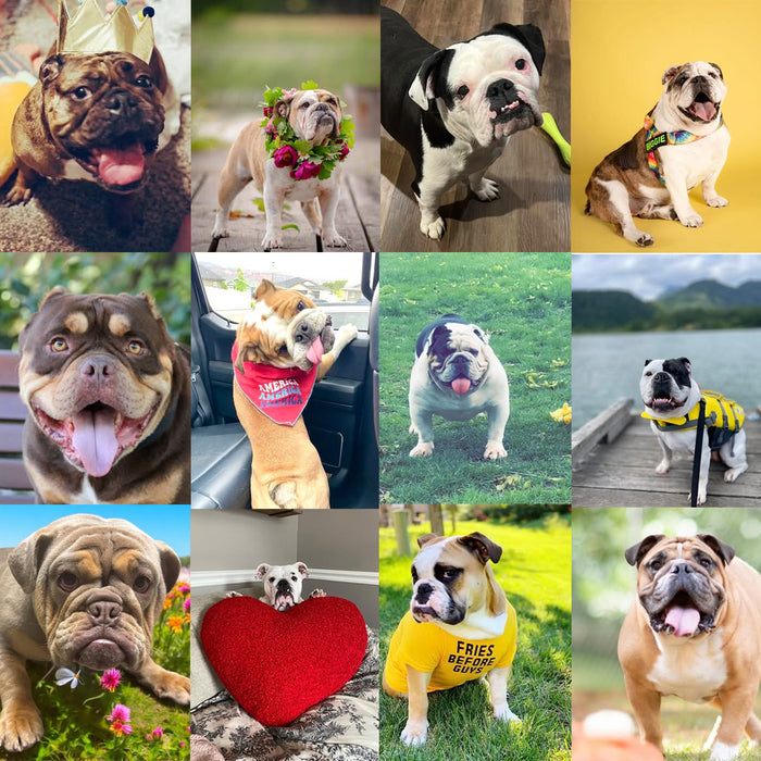 Meet Our Dogs of the Month — August