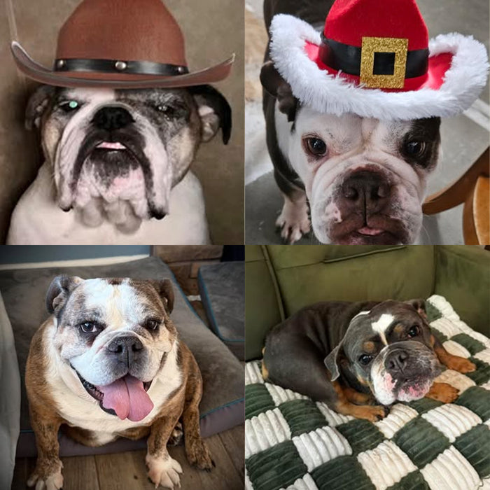 Meet Our Dogs of the Month — January/February