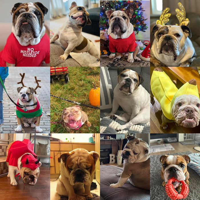 Meet Our Dogs of the Month — November