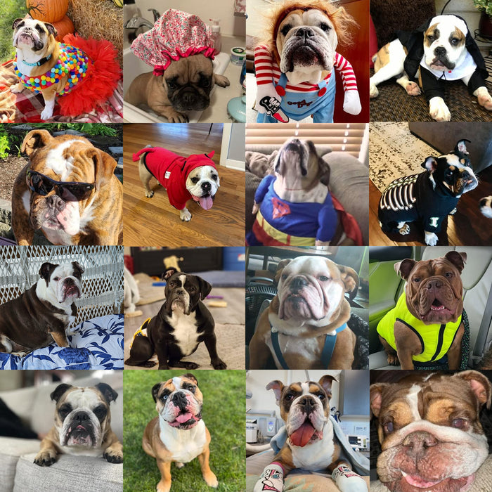 Meet Our Dogs of the Month — October