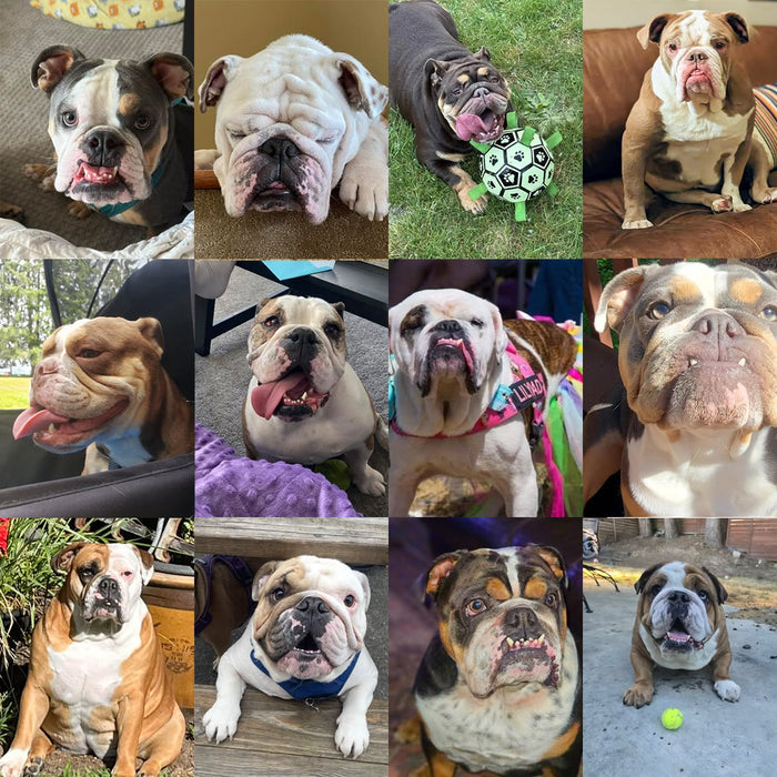 Meet Our Dogs of the Month — September
